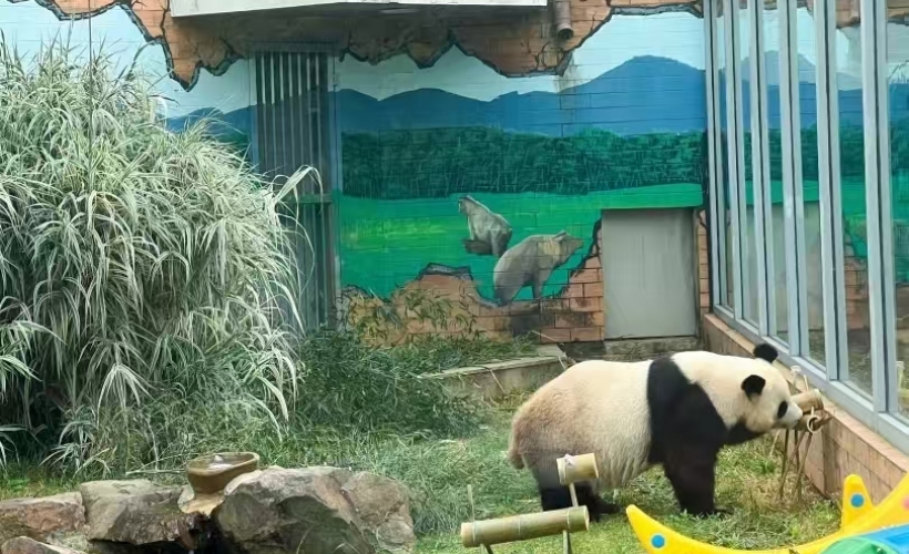 熊猫环守卫士半日营- Ag亚洲集团