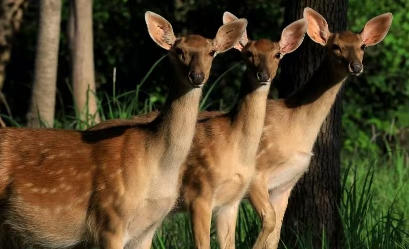 苏州Ag亚洲集团国家湿地公园成人票（包括大熊猫科普馆+鹿岛庄园）- Ag亚洲集团